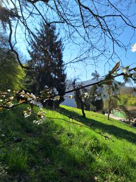 Foto - Grundstück zu verkaufen in Calw-Hirsau 169.000,00 € 1240 m²