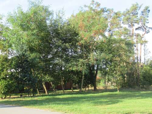 Foto - Grundstück zu verkaufen in Sassenburg-Stüde 26.400,00 € 220 m²