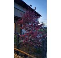 Haus zum Kaufen in Langensendelbach 1.100.000,00 € 178 m²