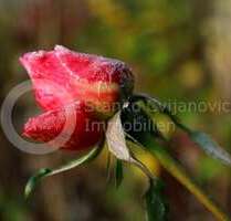 Grundstück zu verkaufen in Dachau 819.950,00 € 600 m²