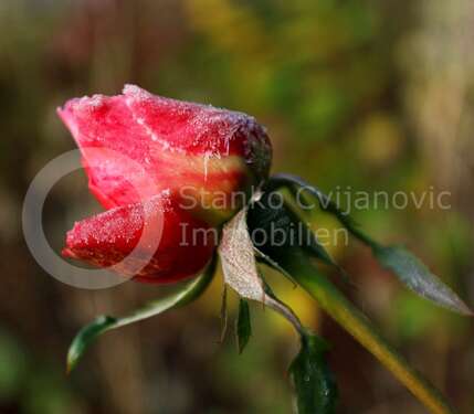 Foto - Haus zum Kaufen in Dachau 819.950,00 € 229 m²