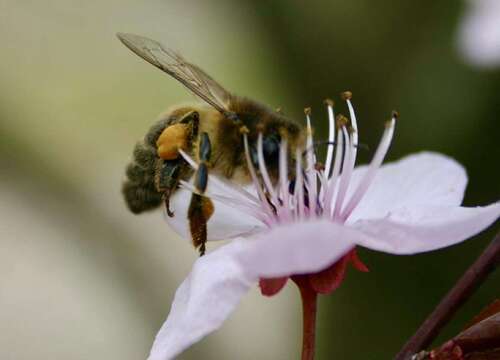 Foto - Wohnung zum Kaufen in Bad Reichenhall 305.000,00 € 68 m²
