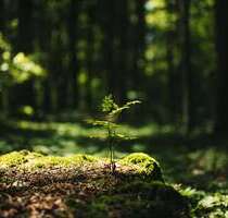 Grundstück in Ohlstadt 149.600,00 € 29920 m²