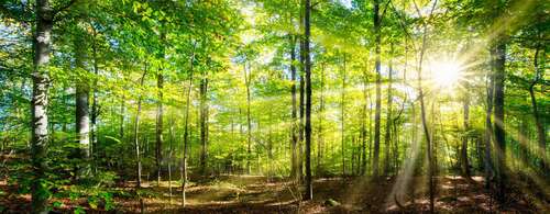 Foto - Grundstück in Ohlstadt 160.160,00 € 40040 m²