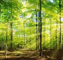 Grundstück in Ohlstadt 160.160,00 € 40040 m²