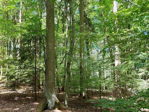 Foto - Grundstück in Kelheim 140.000,00 € 20000 m²
