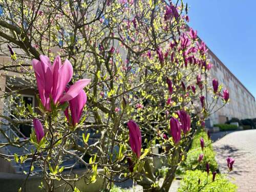 Foto - Wohnung zum Mieten in Zwickau 335,00 € 50 m²