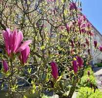 Wohnung zum Mieten in Zwickau 335,00 € 50 m²