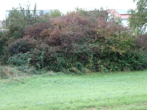 Foto - Grundstück zu verkaufen in Königsbach-Stein 164.000,00 € 315 m²