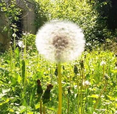 Foto - Haus zum Kaufen in Wangen im Allgäu 1.240.000,00 € 250 m²