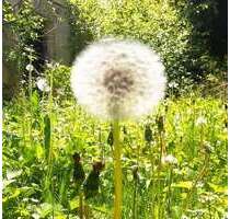 Haus zum Kaufen in Wangen im Allgäu 1.240.000,00 € 250 m²