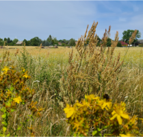 Haus zum Kaufen in Schönwald 321.990,00 € 108 m²