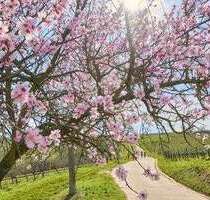 Wohnung zum Kaufen in Deidesheim 193.000,00 € 66 m²