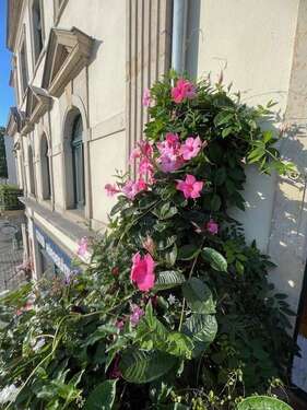 Foto - Wohnen auf Zeit in Dresden 1.400,00 €