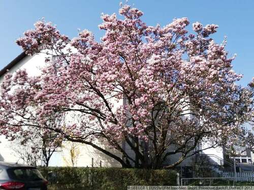 Foto - Haus zum Kaufen in Stutensee 395.000,00 € 163 m²