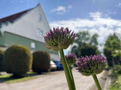 Foto - Wohnung zum Mieten in Teutschenthal Holleben 850,00 € 100 m²