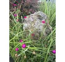 Grundstück zu verkaufen in Niedernhausen 229.000,00 € 300 m²