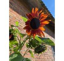 Haus zum Kaufen in Garz 450.000,00 € 130 m²