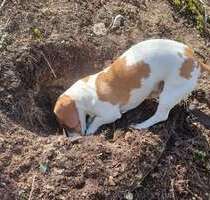 Haus zum Kaufen in Budenheim 642.966,00 € 140 m²