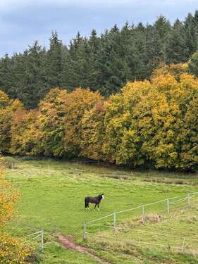 Foto - Grundstück zu verkaufen in Ramsen 125.000,00 € 17500 m²