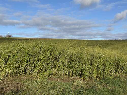 Foto - Grundstück in Weng 283.716,00 € 15762 m²