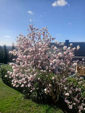 Foto - Wohnung zum Mieten in Bad Bellingen 510,00 € 51 m²