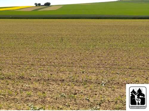 Foto - Grundstück in Schmidthachenbach 110.000,00 € 87500 m²