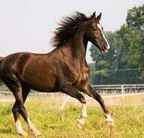 Haus zum Kaufen in Bremerhaven 1.750.000,00 € 185 m²