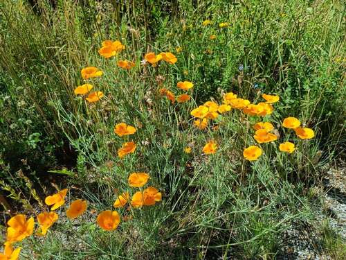 Foto - Haus zum Kaufen in Steina 441.011,00 € 143 m²