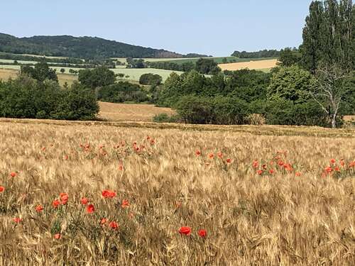 Foto - Wohnung zum Mieten in Laucha 335,00 € 51 m²