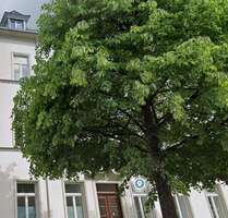 Wohnung zum Mieten in Dresden 526,00 € 59.5 m²