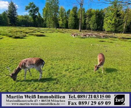 Foto - Grundstück zu verkaufen in Grünwald 1.690.000,00 € 800 m²