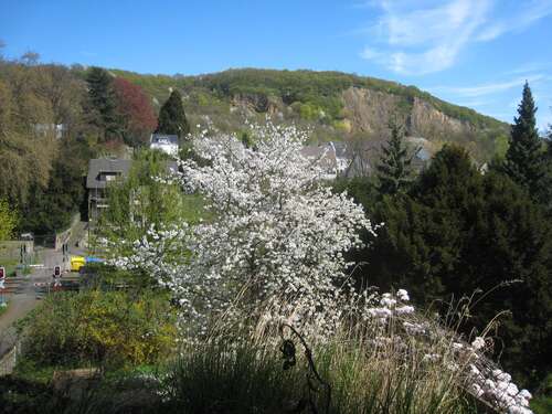 Foto - Wohnung zum Mieten in Bonn-Oberkassel 500,00 € 26 m²