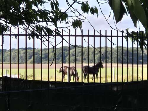 Foto - Haus zum Kaufen in Meyenburg 350.000,00 € 520 m²