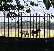 Haus zum Kaufen in Meyenburg 350.000,00 € 520 m²