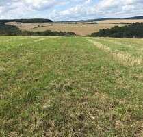 Grundstück zum Mieten in Horschbach 10.000,00 € 60000 m²