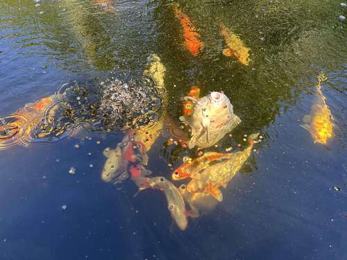 Foto - Haus zum Kaufen in Dülmen 317.939,00 € 132.46 m²