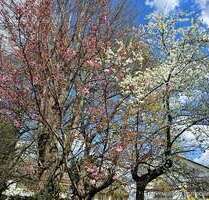 Haus zum Kaufen in Augsburg Haunstetten 489.000,00 € 127 m² - Augsburg / Haunstetten