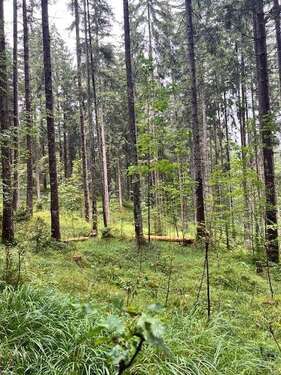 Foto - Grundstück in Schönau 190.000,00 € 32024 m²