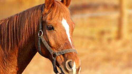 Foto - Haus zum Kaufen in Telgte 1.295.000,00 € 249 m²