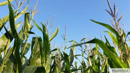 Foto - Grundstück zu verkaufen in Lengerich 350.000,00 € 33088 m²