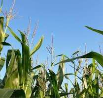 Grundstück zu verkaufen in Lengerich 350.000,00 € 33088 m²