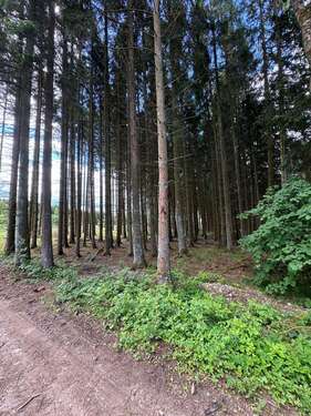Foto - Grundstück in Blankenheim 15.000,00 € 7500 m²