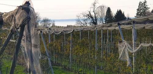 Foto - Grundstück in Lindau 495.000,00 € 6900 m²