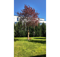 Haus zum Kaufen in Köln 1.249.000,00 € 156.65 m²