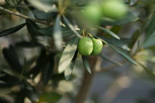 Foto - Haus zum Kaufen in Meißen 514.965,00 € 122 m²