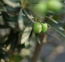 Haus zum Kaufen in Meißen 514.965,00 € 122 m²