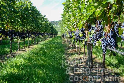 Foto - Haus zum Kaufen in Trento 8.950.000,00 € 489 m²