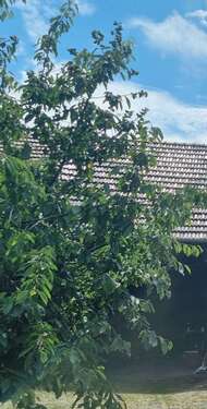 Foto - Haus zum Kaufen in Sonnewalde-Friedersdorf 288.000,00 € 140 m²