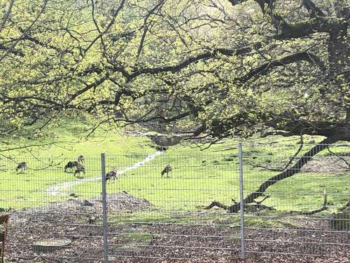 Foto - Wohnung zum Mieten in Bad Harzburg 777,00 € 84 m²
